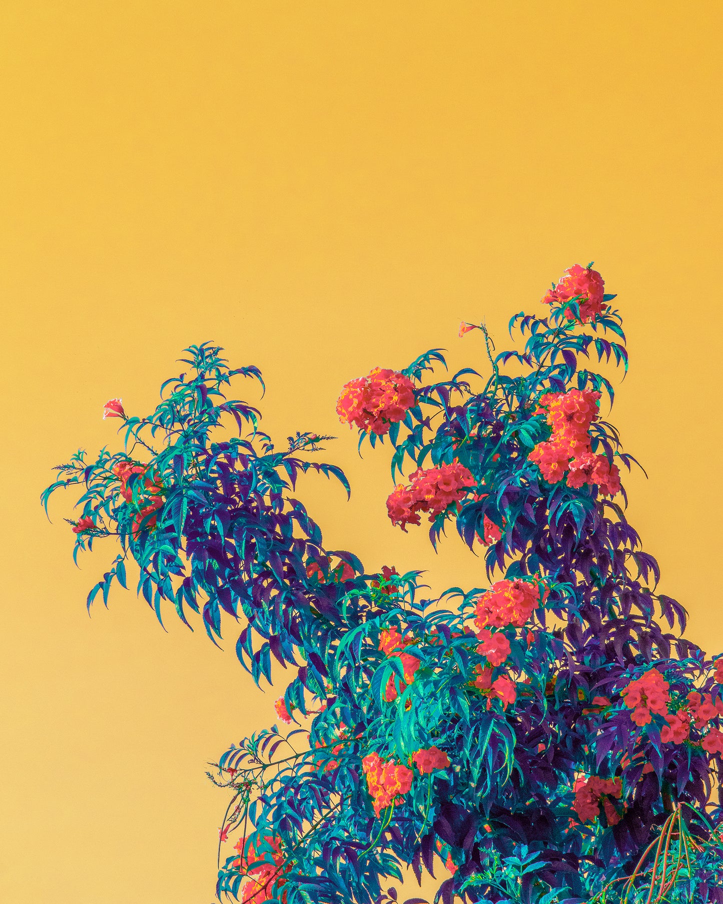 Overgrowth - Digital Download