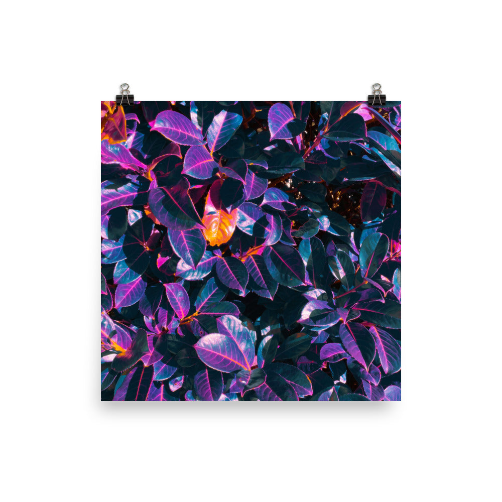 Poster - Shimmerleaf
