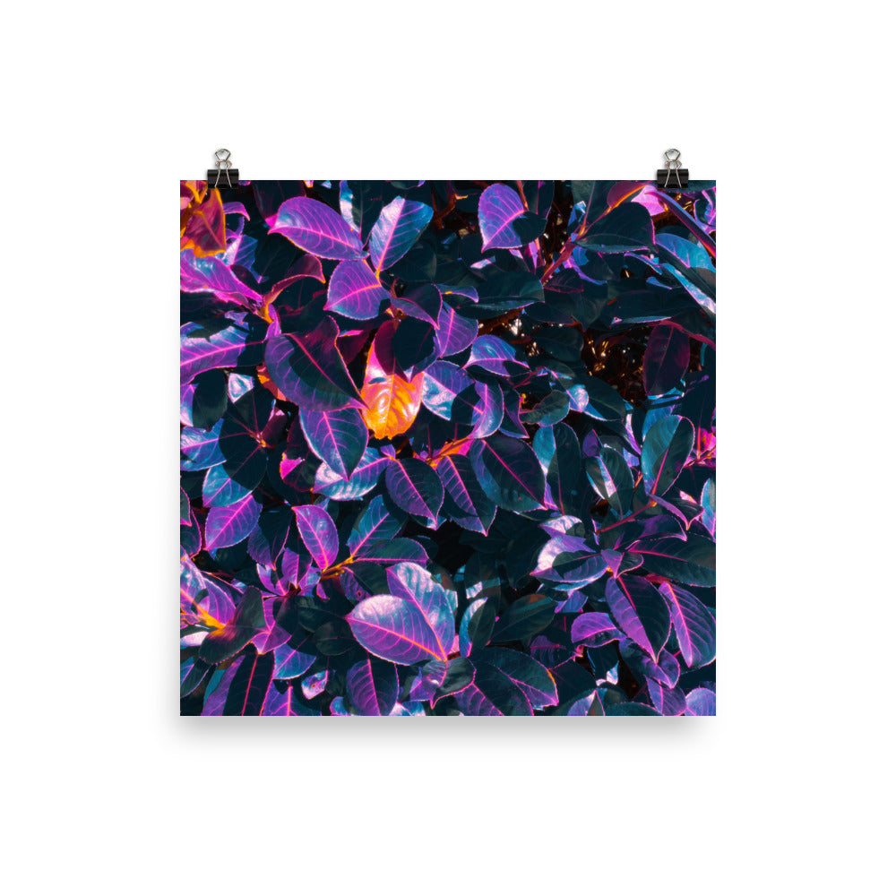Poster - Shimmerleaf