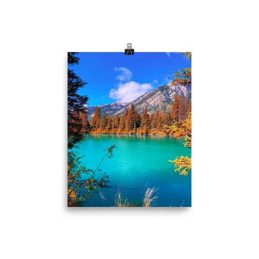 Pine Fresh - Fine Art Poster Print