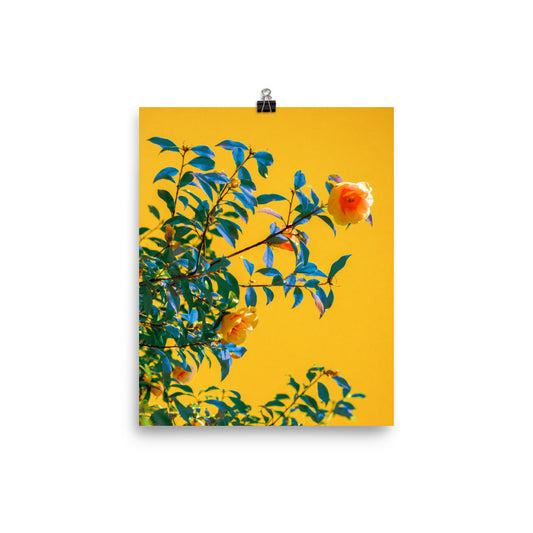Fabric - Fine Art Poster Print