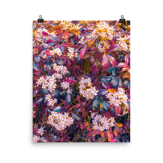 Poster print fine art botanical photograph, clusters of white star-shaped flowers scattered across iridescent purple, teal and coral foliage with warm gold accents, styled for a living room or bedroom gallery wall.