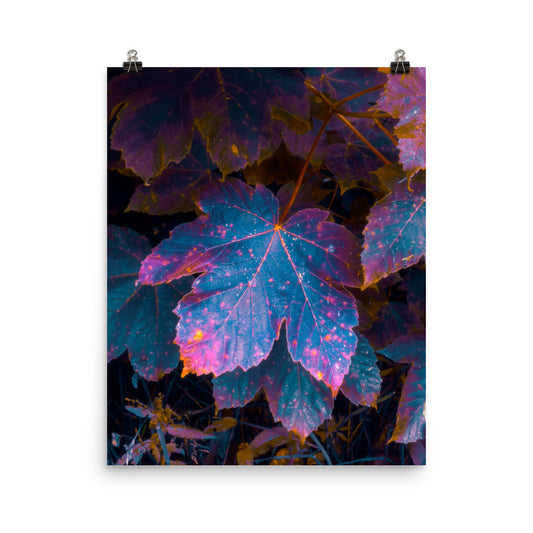 Framed fine art botanical print in a minimalist concrete and wood living space, iridescent maple leaf in deep teal, pink and copper tones