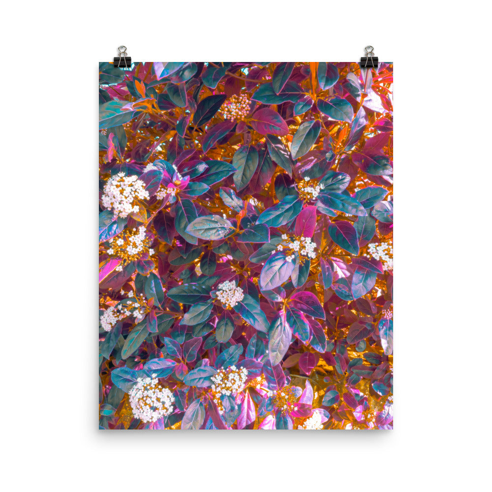 Framed fine art botanical print of dense flowering shrub foliage, teal and deep purple leaves scattered with clusters of small white blossoms, warm gold light filtering through, maximalist wall art for living room or bedroom décor.​​​​​​​​​​​​​​​​