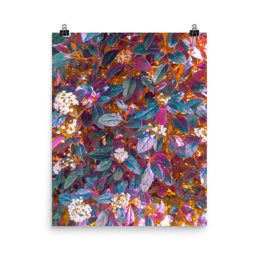 Framed fine art botanical print of dense flowering shrub foliage, teal and deep purple leaves scattered with clusters of small white blossoms, warm gold light filtering through, maximalist wall art for living room or bedroom décor.​​​​​​​​​​​​​​​​