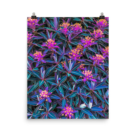 Unframed poster print of fine art botanical photography, deep teal star-shaped leaves edged in violet and purple with clusters of golden-centred magenta blooms filling the frame, ideal for maximalist or botanical-themed living room walls.​​​​​​​​​​​​​​​​