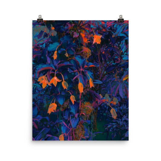 Magical colourful forest plants photography poster print by Nathan Head.