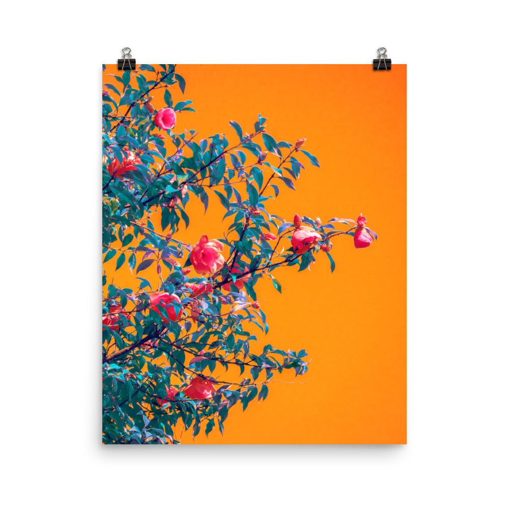 Orange colourful flowers photography poster print by Nathan Head.