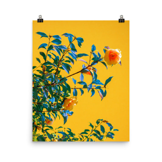 Yellow flowers photography poster print by Nathan Head.